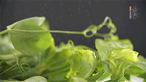 豌豆尖洗凈，切斷備用。