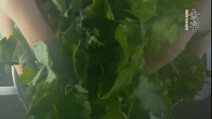 【面皮】1.鍋中水開時(shí)，放挑揀好的艾草和一撮小蘇打，第一遍煮開后倒掉，重新加水大火煮開后，小火煮1小時(shí)。煮爛的艾草用紗布瀝干。